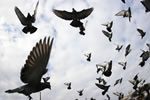 Save The Trafalgar Square Pigeons