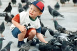 Save The Trafalgar Square Pigeons