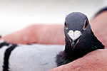 Save The Trafalgar Square Pigeons