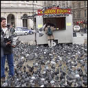 Save The Trafalgar Square Pigeons